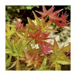 Acer palmatum 'Beni-maiko' | Japanese Maple Tree | 1L Pot -6L-8L Pot Sales Store TR070111L add image 1 23e8