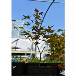 Acer palmatum 'Beni-maiko' | Japanese Maple Tree | 1L Pot -6L-8L Pot Sales Store TR070111L add image 3 227d