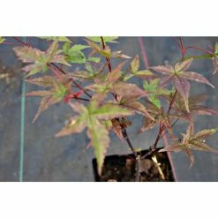 Acer palmatum 'Beni-maiko' | Japanese Maple Tree | 1L Pot -6L-8L Pot Sales Store TR070111L add image 4 5c7a