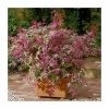 Acer palmatum 'Beni-maiko' | Japanese Maple Tree | 1L Pot -6L-8L Pot Sales Store TR070111L main image ea0b