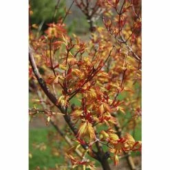 Acer palmatum 'Orange Dream' | Japanese Maple Tree 12 Acer palmatum 'Orange Dream' | Japanese Maple Tree -6L-8L Pot Sales Store TR070118L add image 2 fe78