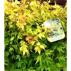 Acer palmatum 'Orange Dream' | Japanese Maple Tree 13 Acer palmatum 'Orange Dream' | Japanese Maple Tree -6L-8L Pot Sales Store TR070118L add image 3 b6c0
