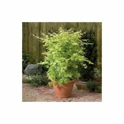 Acer palmatum 'Orange Dream' | Japanese Maple Tree 16 Acer palmatum 'Orange Dream' | Japanese Maple Tree -6L-8L Pot Sales Store TR070118L add image 6 a3c1