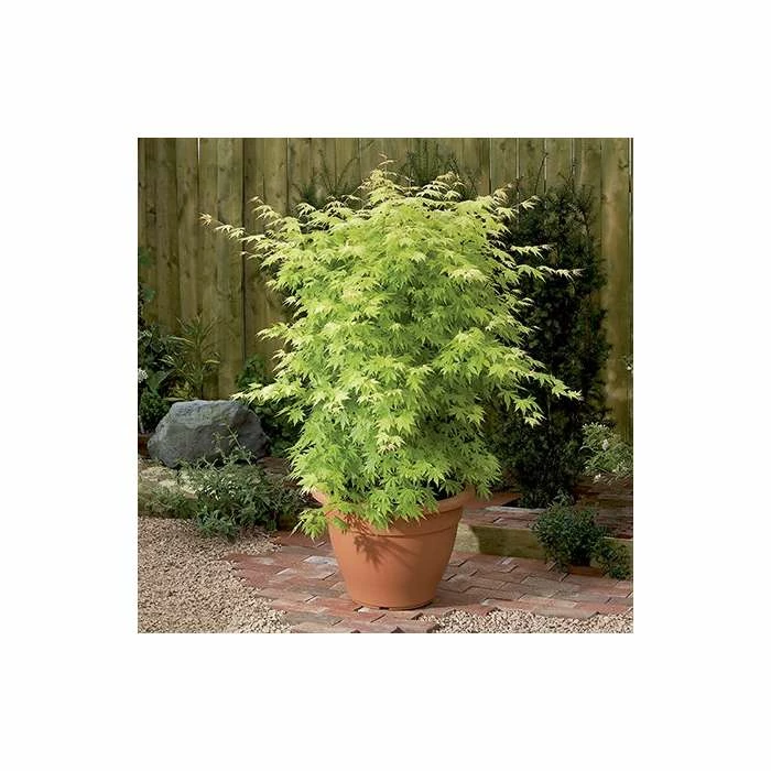 Acer palmatum 'Orange Dream' | Japanese Maple Tree 9 Acer palmatum 'Orange Dream' | Japanese Maple Tree - Image 7
