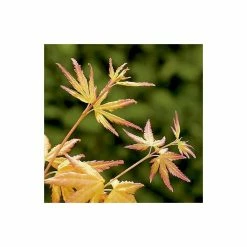 Acer palmatum 'Orange Dream' | Japanese Maple Tree 17 Acer palmatum 'Orange Dream' | Japanese Maple Tree -6L-8L Pot Sales Store TR070118L add image 7 704e