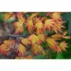 Acer palmatum 'Orange Dream' | Japanese Maple Tree -6L-8L Pot Sales Store TR070118L main image e374