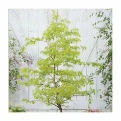 Acer palmatum 'Dissectum' | Japanese Maple Tree -6L-8L Pot Sales Store TR070515L add image 1 b08e