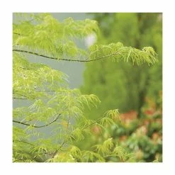 Acer palmatum 'Dissectum' | Japanese Maple Tree -6L-8L Pot Sales Store TR070515L add image 2 642e