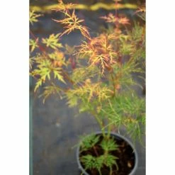 Acer palmatum 'Dissectum' | Japanese Maple Tree -6L-8L Pot Sales Store TR070515L add image 3 df5e