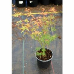Acer palmatum 'Dissectum' | Japanese Maple Tree -6L-8L Pot Sales Store TR070515L add image 4 f250