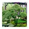 Acer palmatum 'Dissectum' | Japanese Maple Tree -6L-8L Pot Sales Store TR070515L main image fc20
