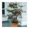 Acer palmatum 'Garnet' | Japanese Maple Tree -6L-8L Pot Sales Store TR07062L main image 2f99