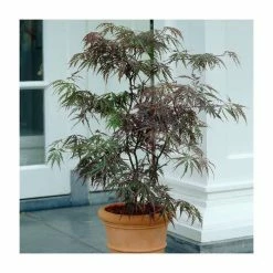 Acer palmatum 'Garnet' | Japanese Maple Tree