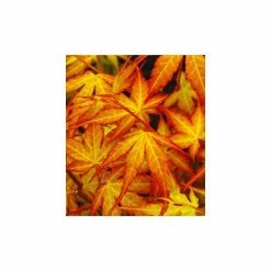 Acer palmatum 'Katsura' | Japanese Maple Tree -6L-8L Pot Sales Store TR07072L add image 1 cf9a