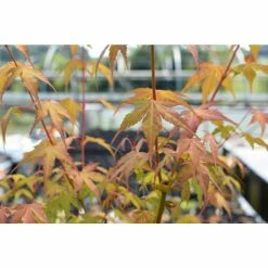 Acer palmatum 'Katsura' | Japanese Maple Tree -6L-8L Pot Sales Store TR07072L add image 2 5167