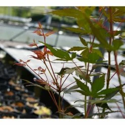 Acer palmatum 'Katsura' | Japanese Maple Tree -6L-8L Pot Sales Store TR07072L add image 3 29de