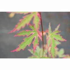 Acer palmatum 'Taylor' | Japanese Maple Tree | 1L Pot -6L-8L Pot Sales Store TR07101L add image 1 4e7f