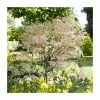 Acer palmatum 'Taylor' | Japanese Maple Tree | 1L Pot -6L-8L Pot Sales Store TR07101L main image 3f9f