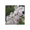 Syringa vulgaris 'Beauty of Moscow' | Lilac 'Krasavitsa Moskvy' | 7L Pot | 120-150cm | By Frank P Matthews -6L-8L Pot Sales Store TR07587L main image ed58