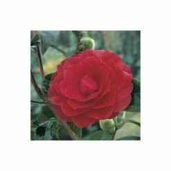 4ft Camellia 'Black Lace' | 7L Pot | Camellia Reticulata x Williamsii