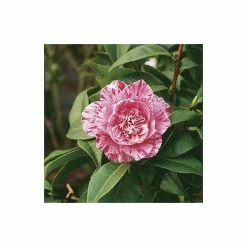 4ft Camellia 'Bonomiana' | 7L Pot | Camellia japonica -6L-8L Pot Sales Store TR1003 add image 1 1cc7