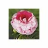 4ft Camellia 'Bonomiana' | 7L Pot | Camellia japonica 2 4ft Camellia 'Bonomiana' | 7L Pot | Camellia japonica -6L-8L Pot Sales Store TR1003 main image e4ed
