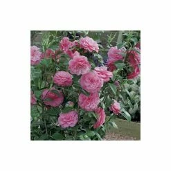 Camellia japonica 'Mrs Tingley' -6L-8L Pot Sales Store TR1004 add image 1 2800