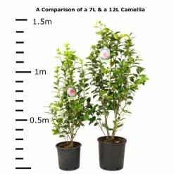 Camellia japonica 'Mrs Tingley' -6L-8L Pot Sales Store TR1004 add image 4 d627