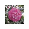 Camellia japonica 'Mrs Tingley' -6L-8L Pot Sales Store TR1004 main image cbd3