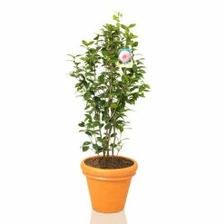 6L-8L Pot Sales Store -6L-8L Pot Sales Store TR1004 rollover image e45f