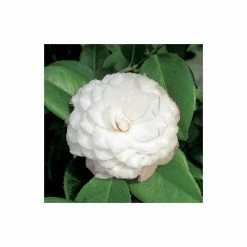 Camellia japonica 'Nuccios Pearl' -6L-8L Pot Sales Store TR1006 add image 1 b81c