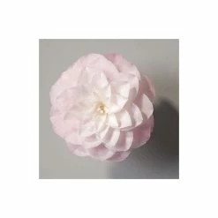 Camellia japonica 'Nuccios Pearl' -6L-8L Pot Sales Store TR1006 add image 2 7599
