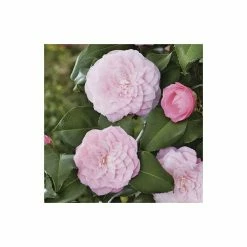 Camellia japonica 'Nuccios Pearl' -6L-8L Pot Sales Store TR1006 add image 3 19ba