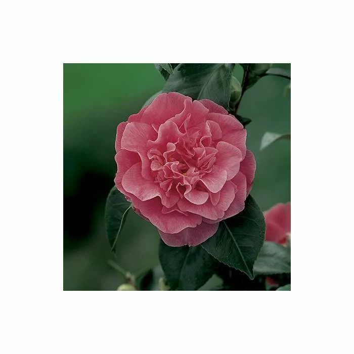 4ft Camellia 'Marie Bracey' | 7L Pot | Camellia japonica 4 4ft Camellia 'Marie Bracey' | 7L Pot | Camellia japonica - Image 2