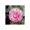 4ft Camellia 'Marie Bracey' | 7L Pot | Camellia japonica -6L-8L Pot Sales Store TR1033 main image 23ea