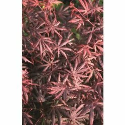 Acer palmatum 'Trompenburg' | Japanese Maple Tree | 8.5L Pot -6L-8L Pot Sales Store TR1160 add image 1 3176