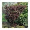 Acer palmatum 'Trompenburg' | Japanese Maple Tree | 8.5L Pot -6L-8L Pot Sales Store TR1160 main image 91e7