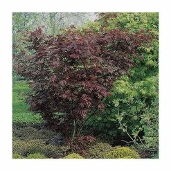 Acer palmatum 'Trompenburg' | Japanese Maple Tree | 8.5L Pot