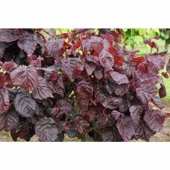 Corylus avellana 'Red Majestic' (PBR) | Purple Twisted Hazel Tree | 7L Pot | 120-150cm | By Frank P Matthews