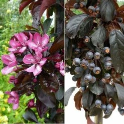 Malus toringo 'Aros' | Crab Apple Tree | 7L Pot | 120-150cm | By Frank P Matthews -6L-8L Pot Sales Store TR1207 add image 1 36c9