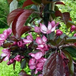 Malus toringo 'Aros' | Crab Apple Tree | 7L Pot | 120-150cm | By Frank P Matthews -6L-8L Pot Sales Store TR1207 add image 3 0a0f