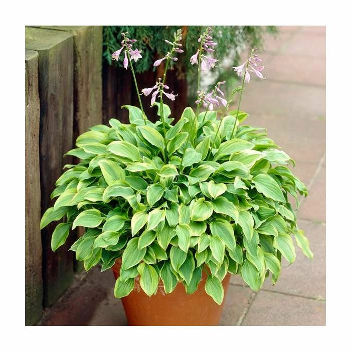 20-50cm Hosta 'Golden Tiara' | 1L Pot 3 20-50cm Hosta 'Golden Tiara' | 1L Pot