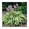 20-50cm Hosta 'Wide Brim' | 1L Pot 1 20-50cm Hosta 'Wide Brim' | 1L Pot -6L-8L Pot Sales Store TR1291 main image 0b5d
