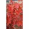 Sorbus ulleungensis 'Olympic Flame' | Rowan Tree