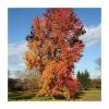 Liquidambar styraciflua | Sweet Gum Tree | 7L Pot | 120-150cm | By Frank P Matthews -6L-8L Pot Sales Store TR1366 main image c304