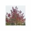 Liquidambar styraciflua 'Worplesdon' | Sweet Gum Tree -6L-8L Pot Sales Store TR1368 main image 3268