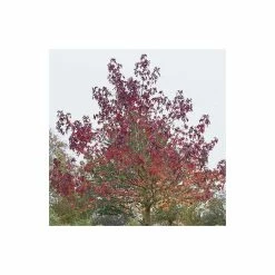 Liquidambar styraciflua 'Worplesdon' | Sweet Gum Tree