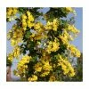 Laburnum x anagyroides 'Yellow Rocket' | Golden Chain Tree | 7L Pot | 120-150cm | By Frank P Matthews -6L-8L Pot Sales Store TR1374 main image 8454