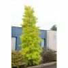 Ginkgo Biloba 'Fastigiata Blagon' | Maidenhair Tree | 7L Pot | 120-150cm | By Frank P Matthews -6L-8L Pot Sales Store TR1401 main image e6a1