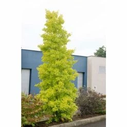 Ginkgo Biloba 'Fastigiata Blagon' | Maidenhair Tree | 7L Pot | 120-150cm | By Frank P Matthews